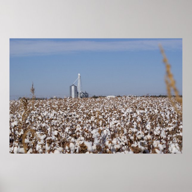 Cotton, Country, Farm, Color Poster (Front)