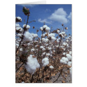 Cotton Field (Front)