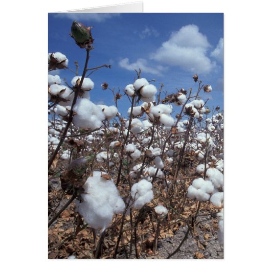 Cotton Field Cards (Front)