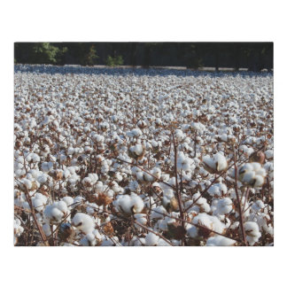 Cotton Field Faux Canvas Print
