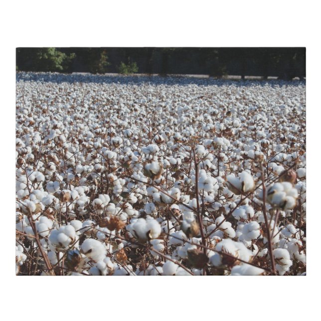 Cotton Field Faux Canvas Print (Front)