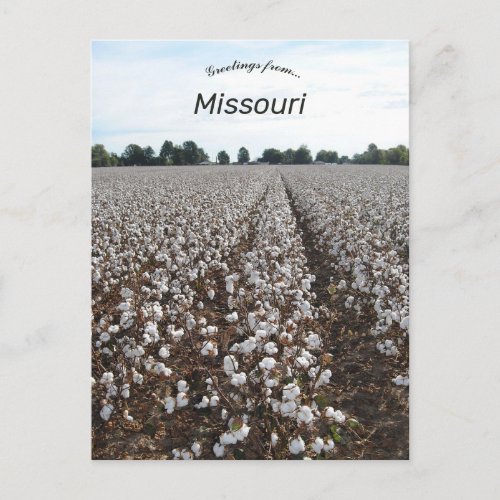 Cotton Field Harvest Missouri Postcard