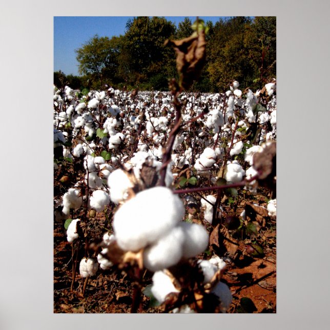 Cotton Field - Murfreesboro, Tennessee Poster (Front)