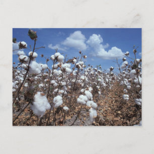 Cotton Field Postcard