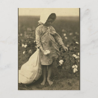 Cotton Field Postcard