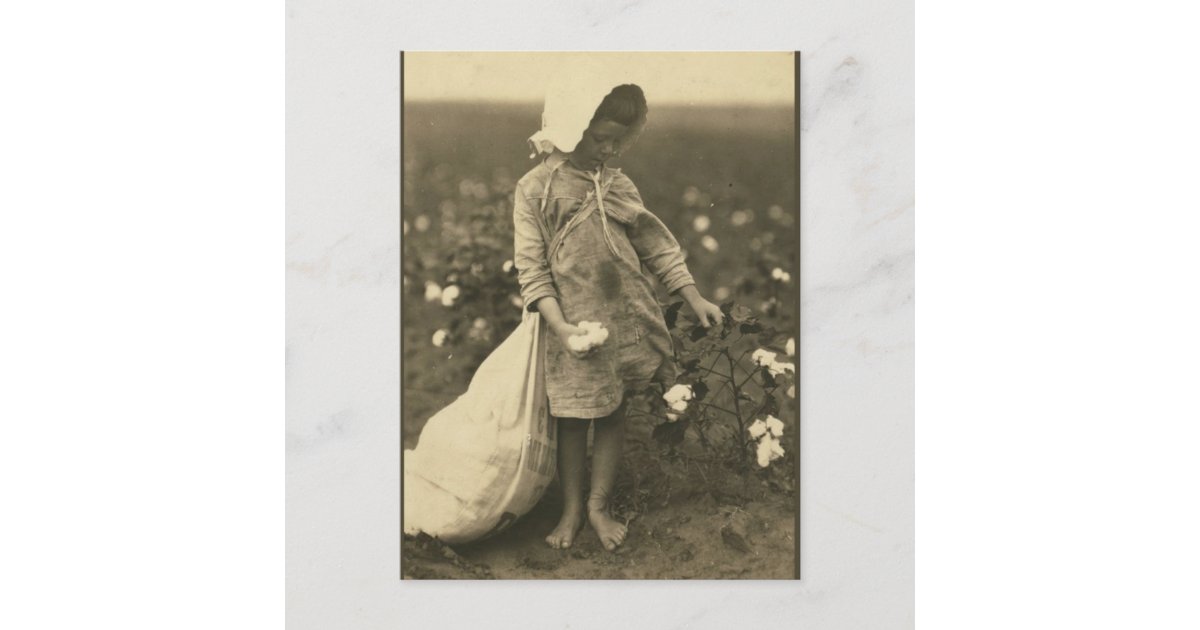 Cotton Field Postcard Zazzle
