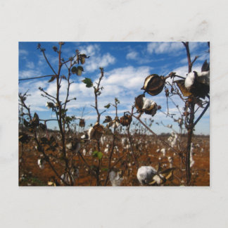 cotton field postcard