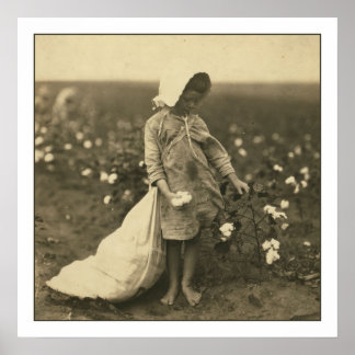 Cotton Field Poster