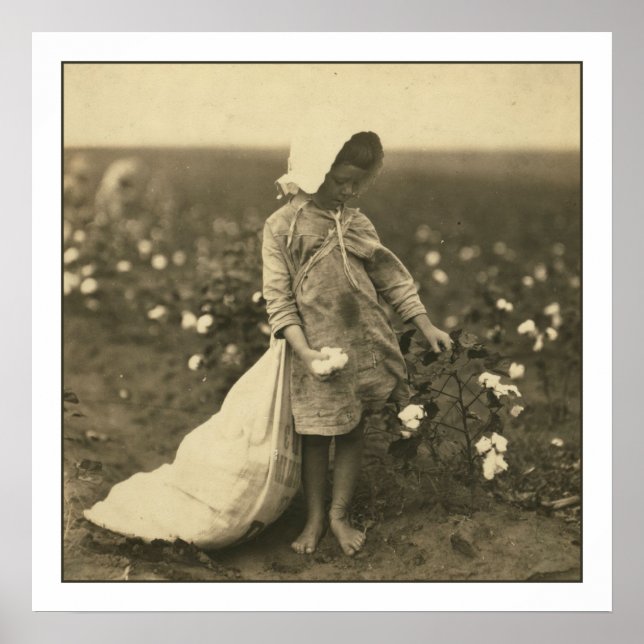 Cotton Field Poster (Front)