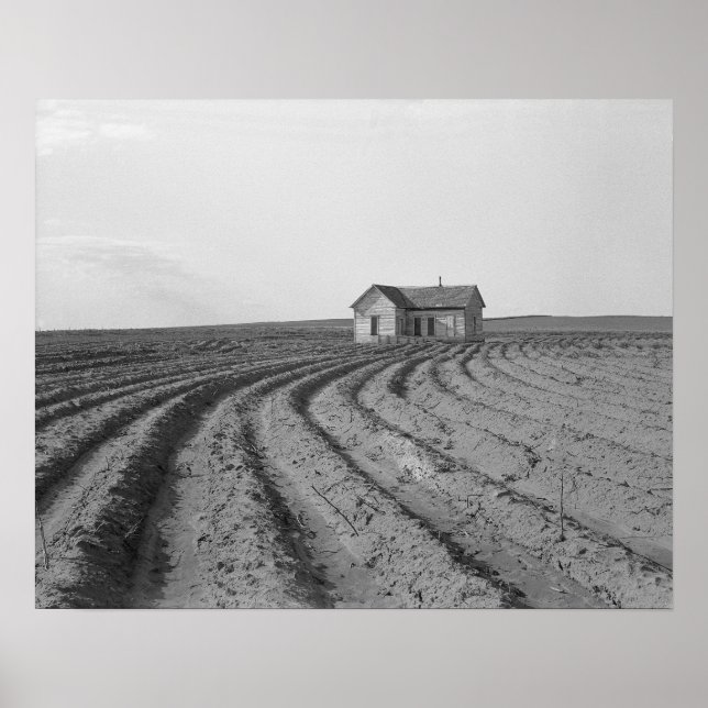 Cotton Fields, 1938. Vintage Photo Poster (Front)