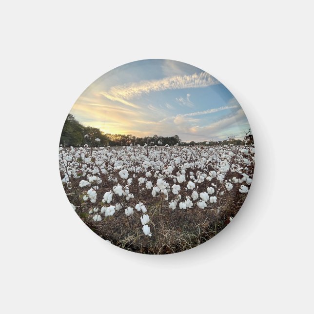 Cotton Fields Magnet (Front)