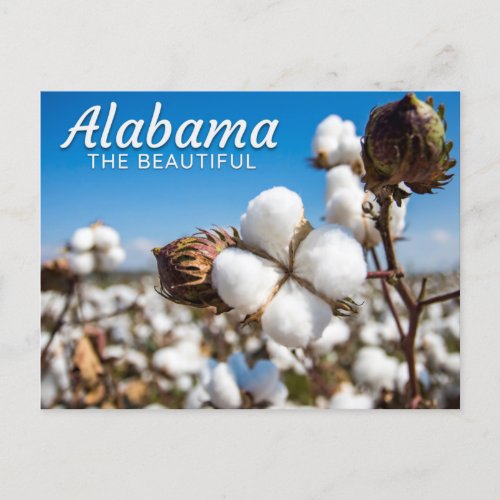 Cotton Fields of Alabama Postcard