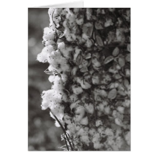 Cotton Harvest Cards