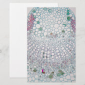 Cotton leaf under the microscope (Front/Back)