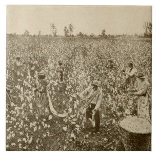 Cotton Picking in South USA Vintage Photography Ceramic Tile