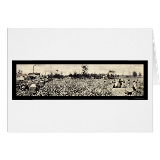 Cotton Picking Photo 1915 (Front Horizontal)