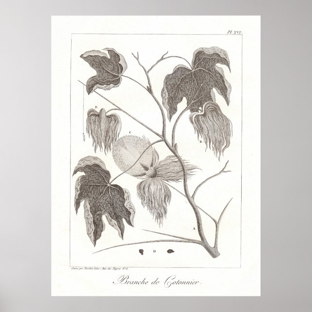 Cotton Plant Poster Antique Botanical Illustration (Front)