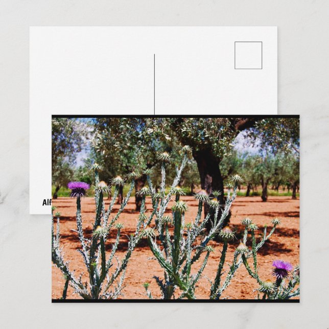 Cotton Thistle in Olive Grove Postcard (Front/Back)
