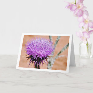 Cotton Thistle, Onopordum Plant Card