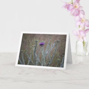 Cotton Thistle, Onopordum Plant Card