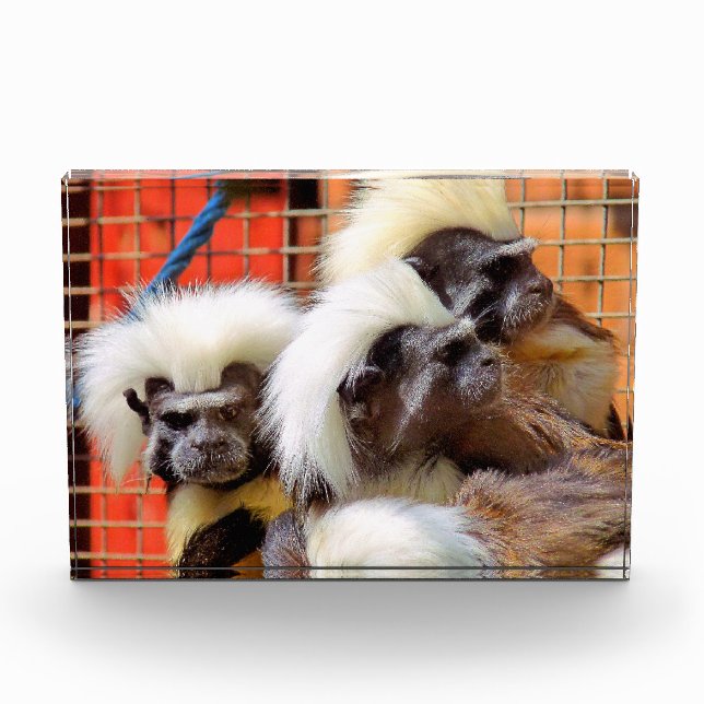 COTTON -TOP TAMARIN MONKEYS PHOTO BLOCK (Front)