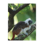 Cotton Topped Tamarin Postcard