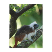 Cotton Topped Tamarin Postcard
