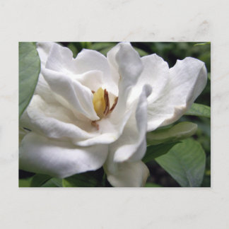Cotton White Petalscape Postcard