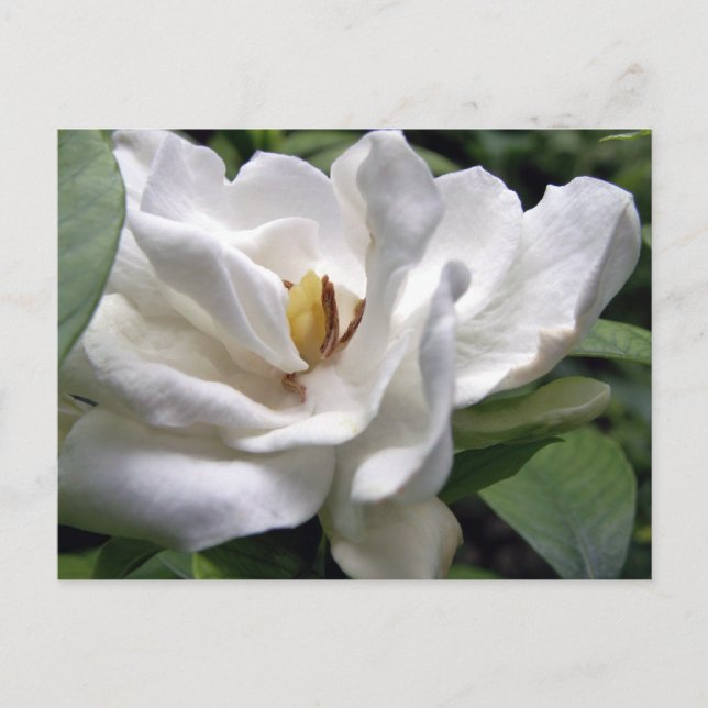 Cotton White Petalscape Postcard (Front)