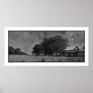 Cottonfield & Barn Poster Print