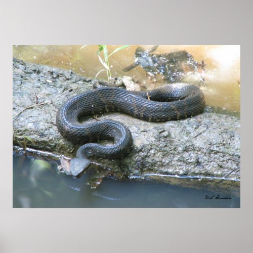Cottonmouth in Creek Poster