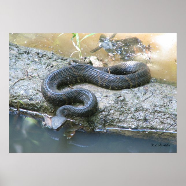 Cottonmouth in Creek Poster (Front)