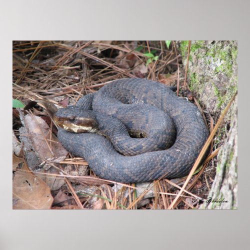 Cottonmouth Moccasin Poster