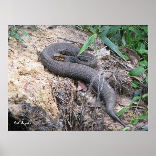 Cottonmouth Snake Basking Poster