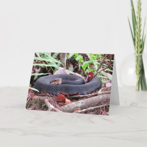 Cottonmouth Snake Greeting Card