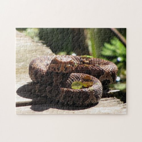 Cottonmouth Snake Puzzle