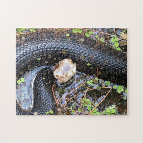 Cottonmouth Snake Puzzle