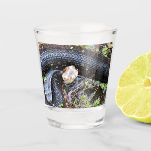 Cottonmouth Snake Shot Glass