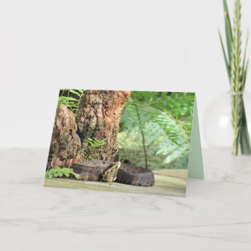 Cottonmouth  Water Mocassin Snake Greeting Card