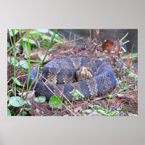 Cottonmouth Water Moccasin Coil Poster