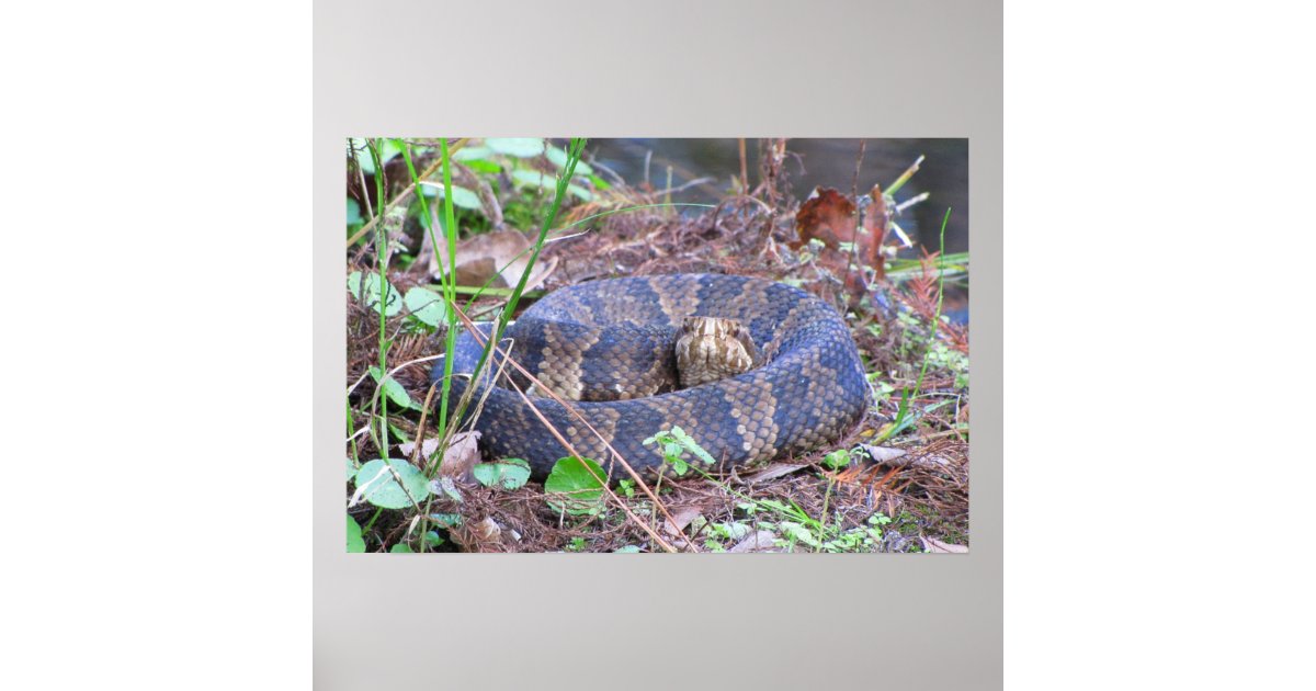 Cottonmouth Water Moccasin Coil Poster Zazzle