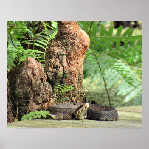 Cottonmouth Water Moccasin Snake on Boardwalk  Poster