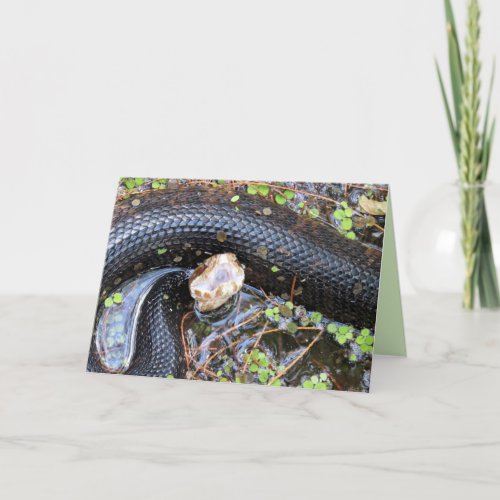 Cottonmouth  Water Moccassin Greeting Card