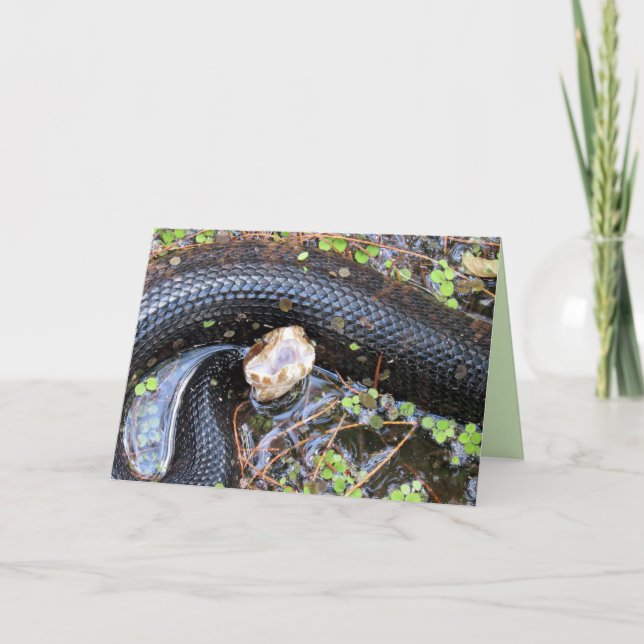 Cottonmouth / Water Moccassin Greeting Card (Front)