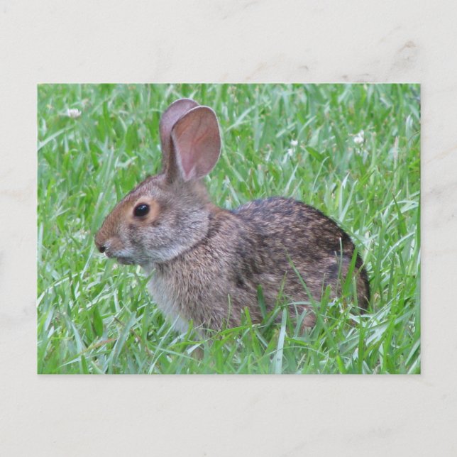Cottontail in Grass Postcard (Front)