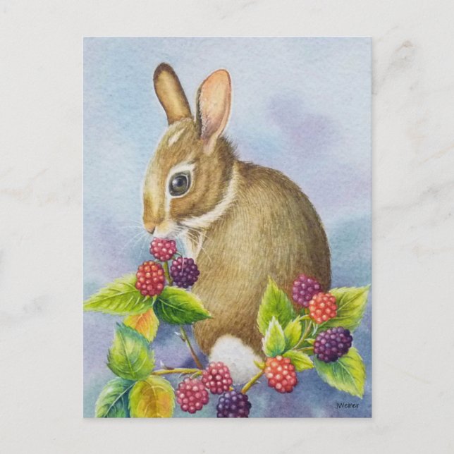 Cottontail Rabbit and Blackberries Watercolor Art Postcard (Front)