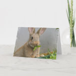Cottontail Rabbit Greeting Card
