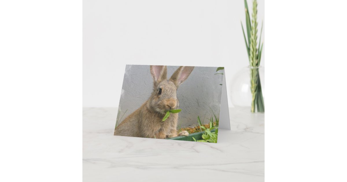 Cottontail Rabbit Card Cottontail Rabbit Greeting Card | Zazzle