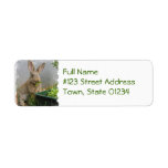 Cottontail Rabbit Mailing Labels