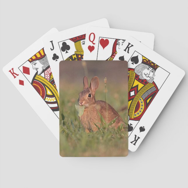Cottontail Rabbit Poker Cards (Back)